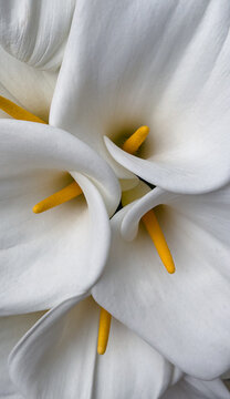 Close Up of White Calla Lily Flowers