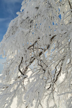 Frost Covered Tree Against Blue Winter Sky