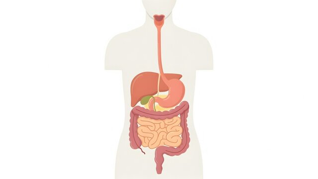Human Digestive System Illustration Showing Esophagus Stomach and Intestines