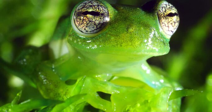 Ornate Faced Glass Frog (Centrolene bacatum) blinks eye. An endangered species of frog from near Cosanga on the the Amazonian slopes of the Andes, Napo province,  in Ecuador