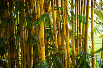 Obraz premium Planting bamboo offers numerous remarkable benefits, ranging from environmental preservation to high economic value. This plant is renowned for its rapid growth, ability to absorb large amounts of car
