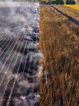 Aerial view of a sugarcane field during controlled burning with thick smoke rising from charred rows next to unharvested stalks in Home Hill, Queensland, Australia.