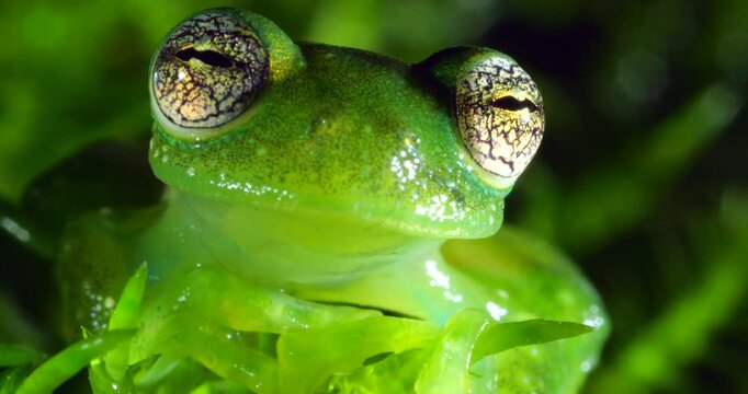 Ornate Faced Glass Frog (Centrolene bacatum) blinks eye. An endangered species of frog from near Cosanga on the the Amazonian slopes of the Andes, Napo province,  in Ecuador
