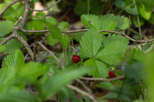 Ripe wild strawberry (Fragaria vesca) among green woodland leaves