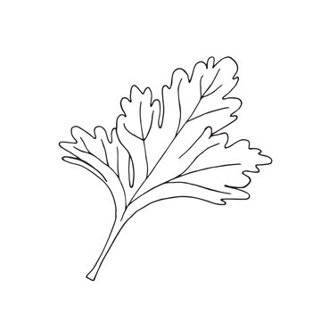 Vector illustration of black line hand drawn cilantro leaf isolated on white background