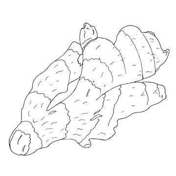 Vector illustration of black line hand drawn ginger root isolated on white background. Design for spices and ginger products packaging