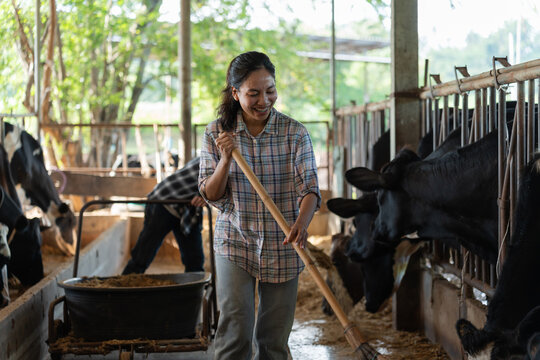 Woman farmer cleans a cattle barn while caring for cows on a livestock farm, showing daily agricultural work, animal husbandry, farm hygiene, rural labor, and dairy farming management.