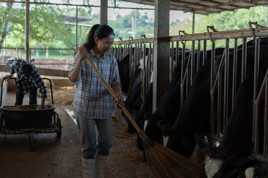 Female farmer sweeps a cattle feeding area while caring for cows in a barn, representing livestock management, farm sanitation, animal welfare, dairy production, and agricultural work.