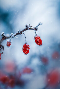 Red barberry berries (Berberis) covered in frost and snow, beautiful winter macro photo with teal blue background, shallow depth of field, and soft bokeh