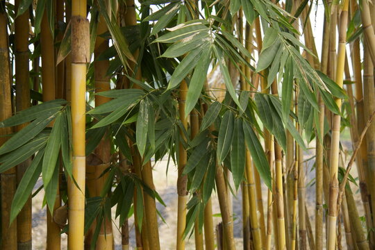 Planting bamboo offers numerous remarkable benefits, ranging from environmental preservation to high economic value. This plant is renowned for its rapid growth, ability to absorb large amounts of car