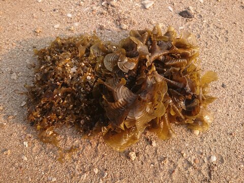brown algae of the genus Padina (often referred to as fan grass or princess shawl)