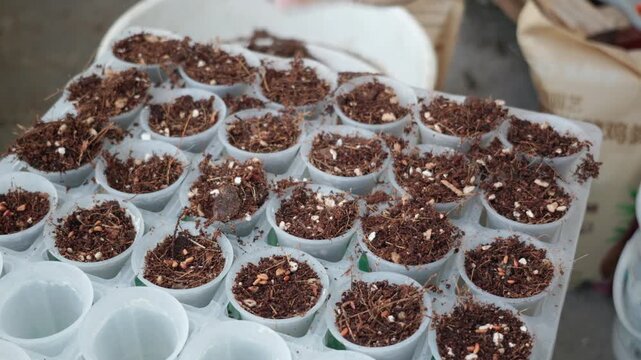 Gardening seeding process, hand covering seeds with fresh potting soil in nursery cups