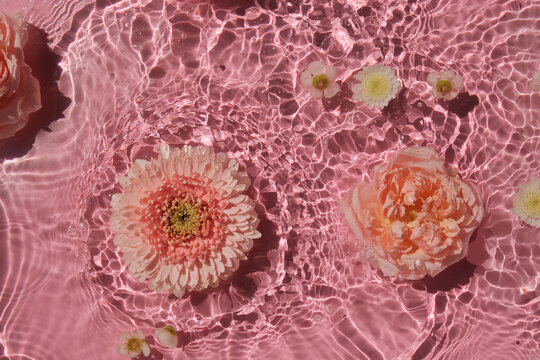 Rose and gerbera flowers swim in water texture on pink background
