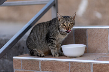 cat eats  © Leonid Zekhov 