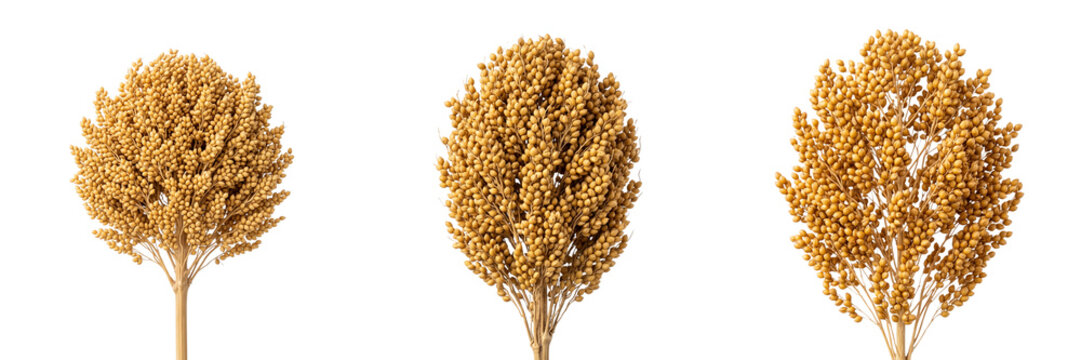Three golden sorghum grain stalks with detailed seed clusters isolated on a transparent background yellow