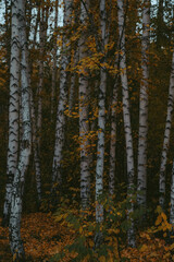 Fototapeta premium Vertical view of white birch tree trunks in autumn forest with yellow foliage, autumn natural background