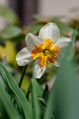 Fototapeta premium Narcissus Orangery split-corona narcissus flower blooming in spring garden with soft natural light