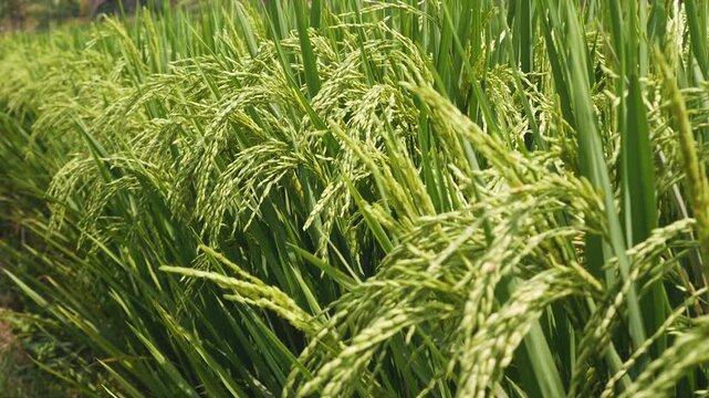 Closeup view of dense, golden-green rice grains (Oryza sativa) bowing low during the dry season, swaying gently in the afternoon breeze in slow motion across a rural farm.