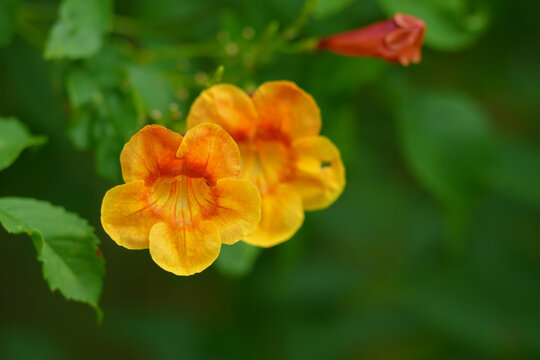 Tecoma stans orange flower blooming in the garden