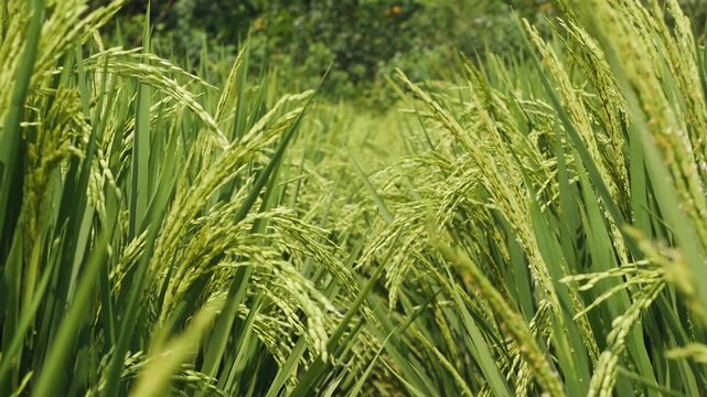 Vibrant closeup perspective of organic paddy fruits (Oryza sativa) transitioning from green to golden color, gently blowing in slow motion wind inside a local cultivation field.