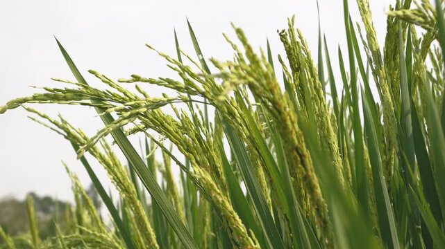 Low angle horizontal view showing young green paddy stalks (Oryza sativa) moving gently in slow motion under bright daylight, designed with ample empty sky area for copyspace.