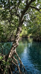 Fototapeta premium Mangrove tree roots and branches over water