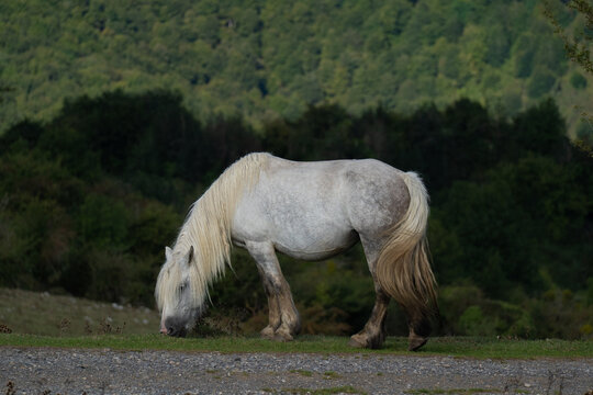 Caballo Blanco Cant&aacute;bria