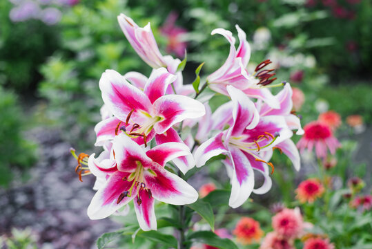 Lily Flashpoint Magenta Flowers Blooming Garden