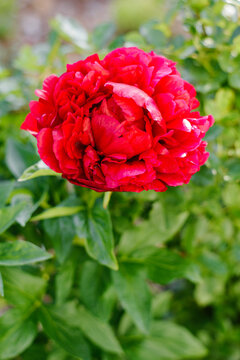 Beautiful Red Henry Bockstoce Peony Flower Blooming in Garden