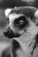 Obraz premium Close up picture of a lemur