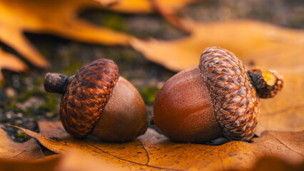 Two oak acorns resting on golden autumn leaves, beautiful macro photo with warm fall colors, shallow depth of field, soft bokeh, and detailed natural texture © Macro Viewpoint