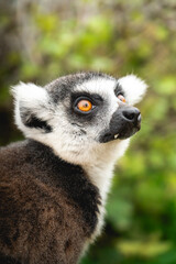 Fototapeta premium Portrait of a lemur 