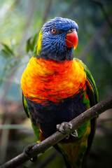 A colourful parrot  © V.Veliotis