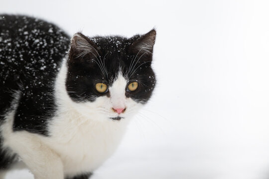 Black and white cat in the snow