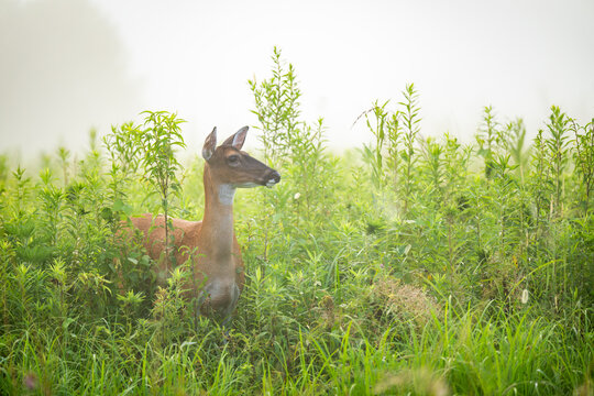 Young whitetailed deer doe on a foggy morning