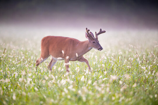 Young whitetailed deer buck on a foggy morning