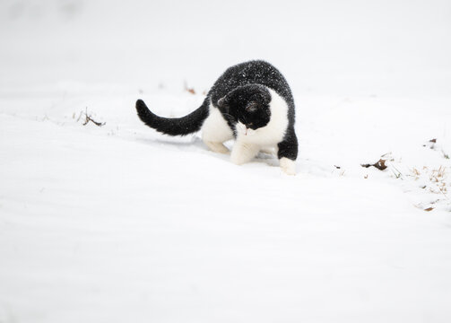 Black and white cat in the snow