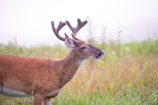 Young whitetailed deer buck on a foggy morning