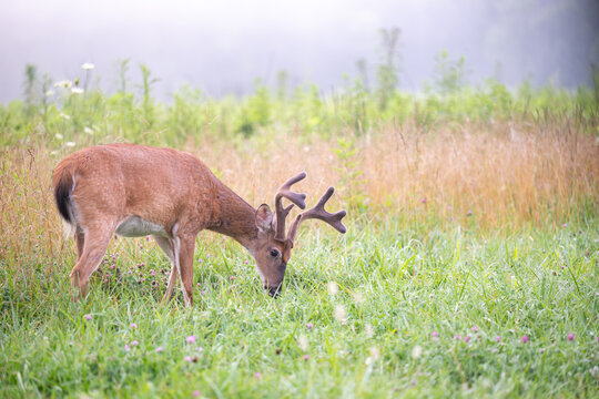 Young whitetailed deer buck on a foggy morning
