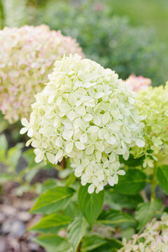 Light Green Hydrangea Pixio Panicle In Early Bloom