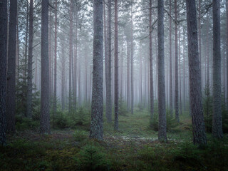 Fototapeta premium Magical fairytale forest in late autumn. Forest therapy and stress relief