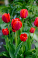 Obraz premium Group of Bright Red Tulips Blooming in Spring Garden