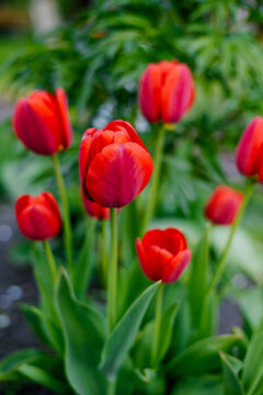 Group of Bright Red Tulips Blooming in Spring Garden