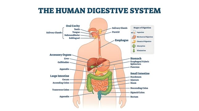 Comprehensive anatomical illustration of the human digestive system, detailing major organs and their functions for educational and medical understanding
