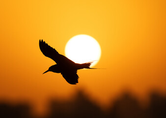 Fototapeta premium White-cheeked Tern flying with the sun at the backdrop, Tubli bay, Bahrain