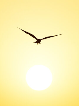 White-cheeked Tern flying during  sunrise at Tubli bay, Bahrain