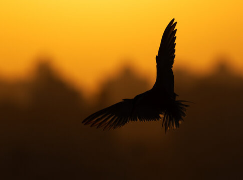 A backlit image of White-cheeked Tern in flight during sunrise at Tubli, Bahrain