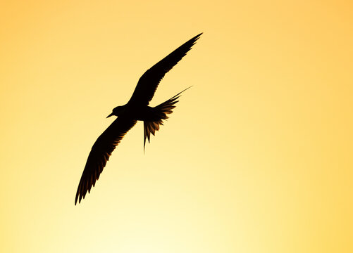A backlit image of White-cheeked Tern at Tubli bay, Bahrain