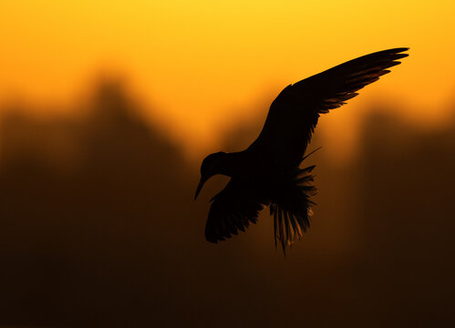 A backlit image of White-cheeked Tern in flight during sunrise at Tubli, Bahrain