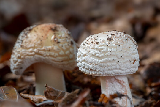 Blushing amanita / blusher amanitas (Amanita rubescens), young stage of fruiting body of edible mushroom on the forest floor in autumn / fall